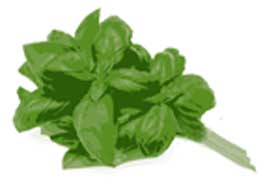 basil