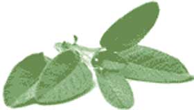sage