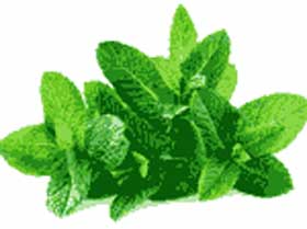 mint